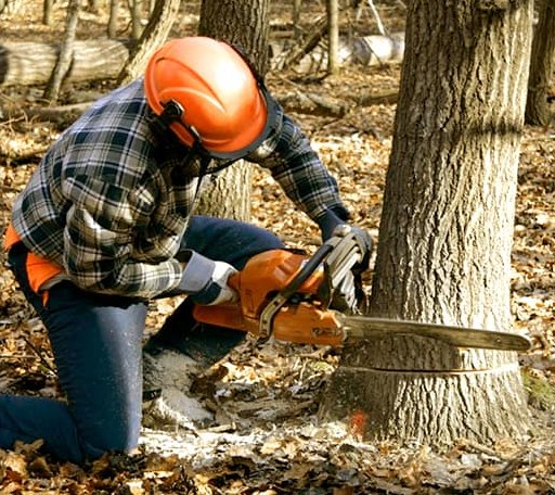 Tree Removal in Delton, MI
